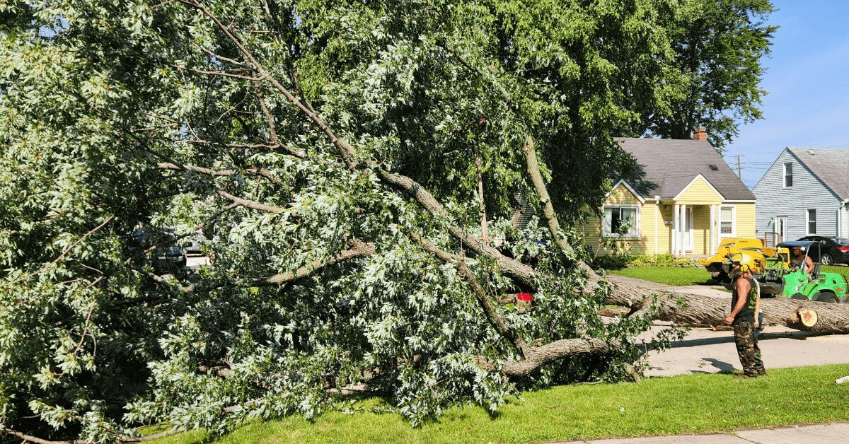 A fallen tree blocking a residential sidewalk, with workers clearing the branches.