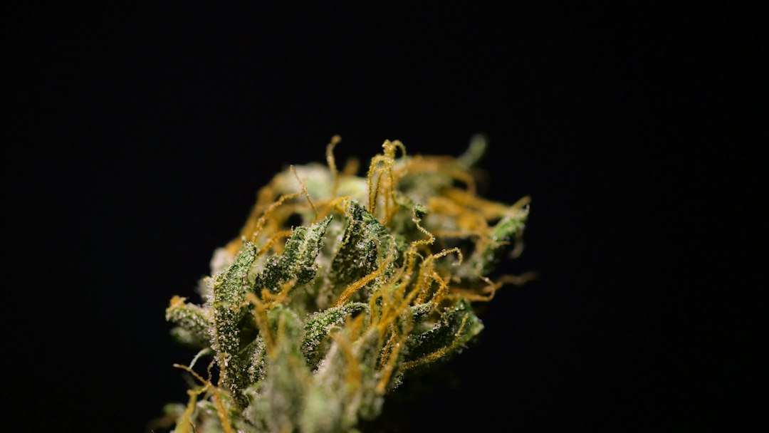 Close-up of cannabis flower with vibrant trichomes and fine details